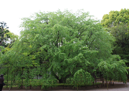 枝垂桜の大木
