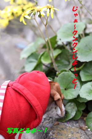 柚1111散歩3.JPG
